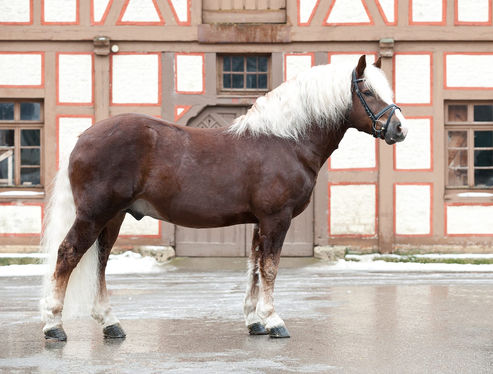 Marcellus Foto von Kube