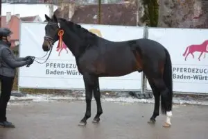 reiterjournal Winterkoerung Marbach 2026 KN 18 Rebound 44 M max. 1600px 91960eb8